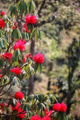 blooming Flowers on the buransh Tree in the himalayan valley