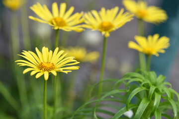 beautiful delicate yellow chamomile flowers, on a green background. large flower of field daisy. yellow flowers on the flowerbed. floral background. yellow chamomile in spring or summer, in the sun.
