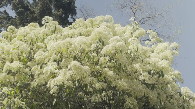 Photinia serrulata (flower tree) filmed on a sunny day  