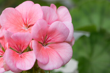 Naklejka premium Geranium. small pale pink flowers. Floral background. Pink flowers of homegrown violets in a pot on a green background. bokeh, beautiful flower, close-up. beauty in nature, gardening, macro photo.