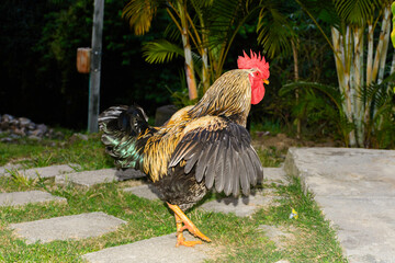 gallo criollo © Guillermo