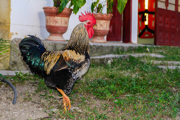 gallo criollo