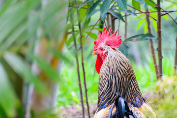 gallo criollo