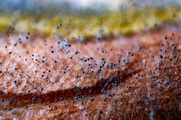 ultra macro photo of fungi conidia and mycelia growth on bread