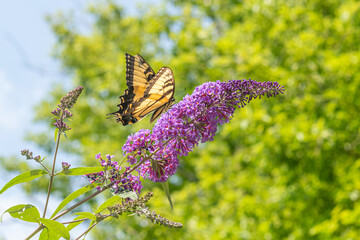 Yellow swallowtail butterfly feeding on flowers of purple butterfly bush in garden
