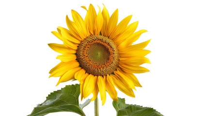 Obraz premium Sunflower