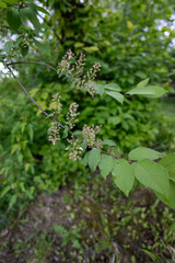 Common sedge with faded flowers on a twig.