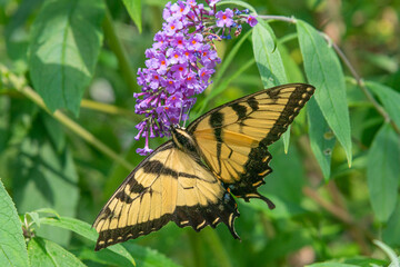 Yellow swallowtail butterfly feeding on flowers of purple butterfly bush in garden