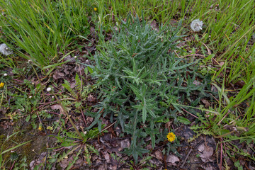 Thorny thistle leaves on the ground.