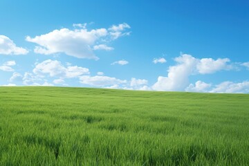 Fototapeta premium Grass field and sky landscape outdoors horizon.