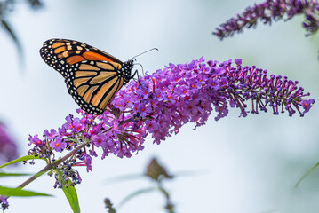 Orange monarch butterfly perched on blooming purple butterfly bush flower