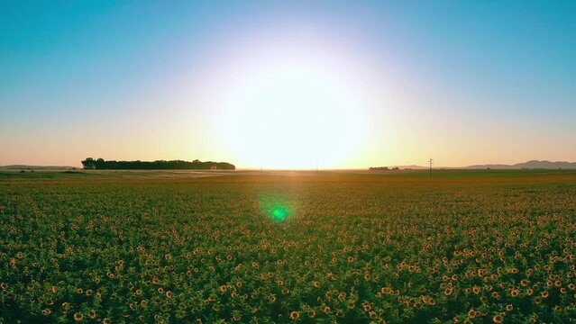 campo de girasoles con sol de frente
