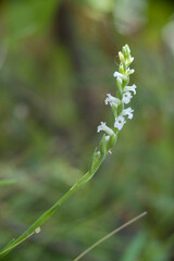  Summer Lady's-tresses (Spiranthes aestivalis), Orchidea (Spiranthes aestivalis) Rio s'Elighe, olbia, Monti, Sardegna, Italia