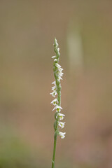 Orchidea, Orchid Autumn ladys tresses Spiranthes spiralis plant flowering in short grass Alghero,...