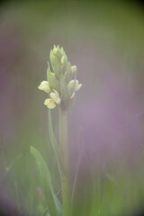 wild Orchid (Dactylorhiza insularis). Bolotana, Ortakis, Nuoro, Sardinia, Italy.