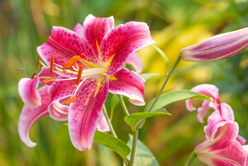 Pink asiatic stargazer lilies blooming in garden in summer