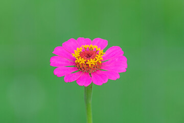 Neon pink zinnia flower with green background