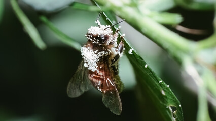 An European Honey Bee (Apis mellifera) perched on a green leaf covered in pollen balls from a Rose of Sharon flower. Long Island, New York USA