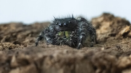 Close up of a Bold Jumping Spider (Phidippus audax) with iridescent green fangs. Long Island, New York USA
