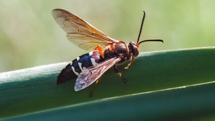 Side view of a black and red Eastern Cicada Killer Hunter Wasp (Sphecius speciosus) perched on a...