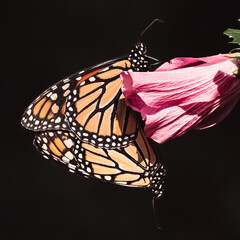 A pair of endangered Monarch Butterflies (Danaus plexippus) mating on a pink Rose of Sharon flower....