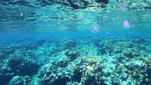 Ohrenqualle (Aurelia aurita) 