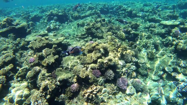 Arabischer Doktorfisch -Acanthurus sohal - in Ägypten, Rotes Meer, Marsa Alam am Korallen Riff