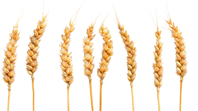Wheat ears