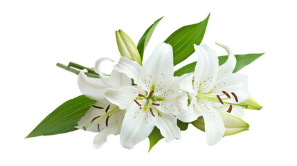 Obraz premium White Lily flower 