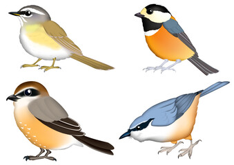 小さな鳥イラスト　(上左:マミチャジナイ,上右:ヤマガラ,下左:モズ,下右:ゴジュウカラ)