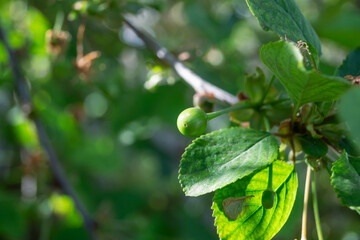 Green cherry on a background of leaves in sunlight