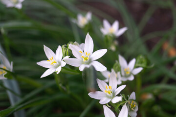 A field of white small flowers