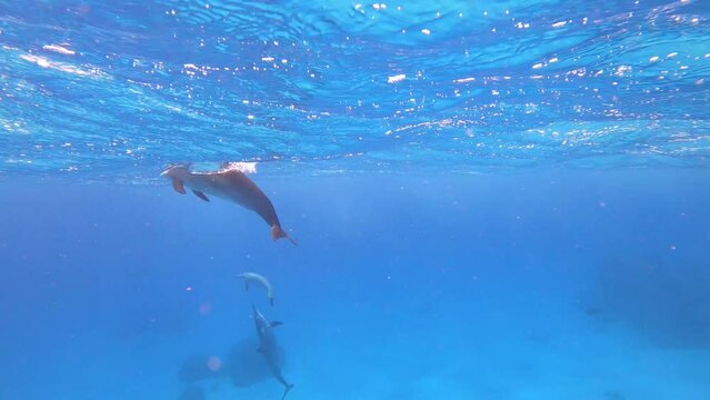 Dolphins - Spinner Dolphins in Egypt, Marsa Alam Sataya Reef. (Stenella longirostris) 