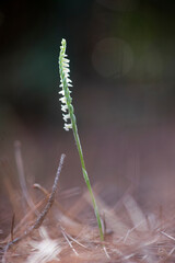 Orchidea, Orchid Autumn ladys tresses Spiranthes spiralis plant flowering in short grass Alghero, Sassari, Sardinia, Italy