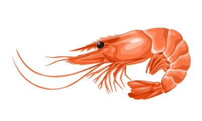 Vector illustration,, a shrimp, isolated on white background.
