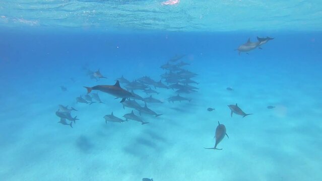 Dolphins - Spinner Dolphins in Egypt, Marsa Alam Sataya Reef. (Stenella longirostris) 