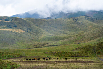 paisaje con ganado bravo, en los andes ecuatorianos 