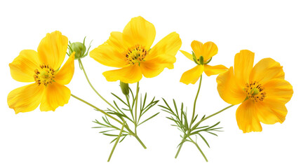 Fototapeta premium Yellow flowers 