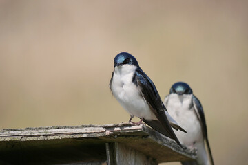 Tree swallows perched on a birdhouse during a spring season at the Pitt River Dike Scenic Point in Pitt Meadows, British Columbia, Canada
