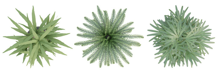 3d render top view of plant in pot isolated on transparent background, png illustration.
