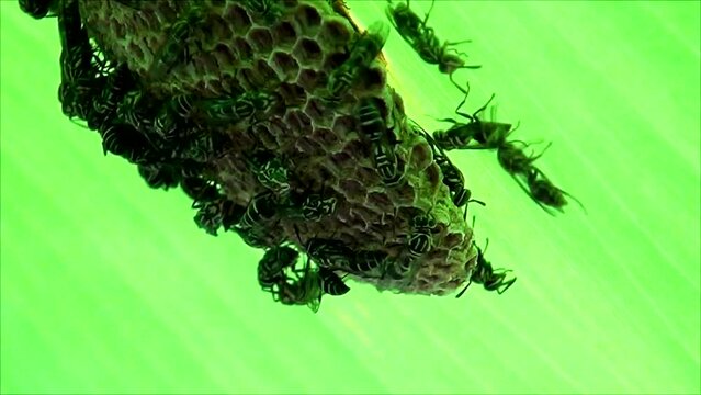 Wasp house under banana leaf, wasp, green, nature, insect, animal - Casa de marimbondo embaixo da folha da bananeira, vespa, verde, natureza, inseto, animal