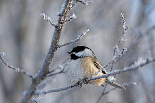 m&eacute;sange &agrave; t&ecirc;te noire sur une branche en hiver	
