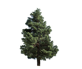 Beautiful green fir tree isolated on white