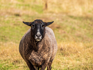 Black Face Approaching