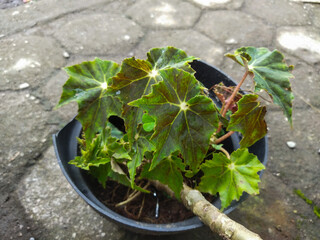 Begonia palmata is an ornamental plant that is suitable for planting