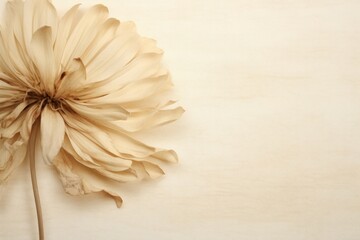 Real pressed chrysanthemum flower backgrounds textured.