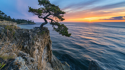 Tree clinging to the rocky cliff, Vibrant sunset in the background