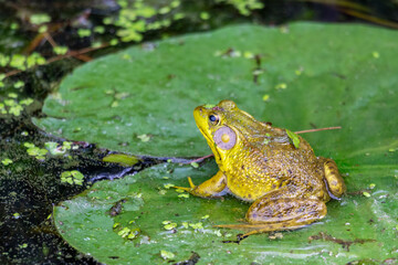 An American bullfrog sits in the shallows of a northern Wisconsin lake.