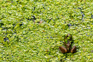 An American bullfrog sits in the shallows of a northern Wisconsin lake covered in duck weed.