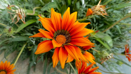 Gazania linearis, gazania flower sharp detailed close-up